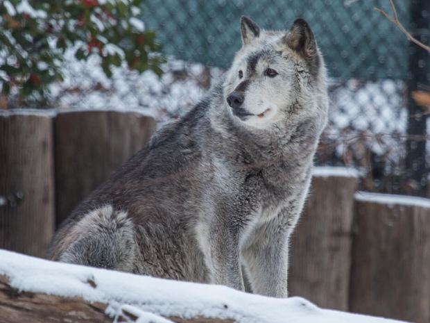 gray wolf at the zoo with light snow on the ground