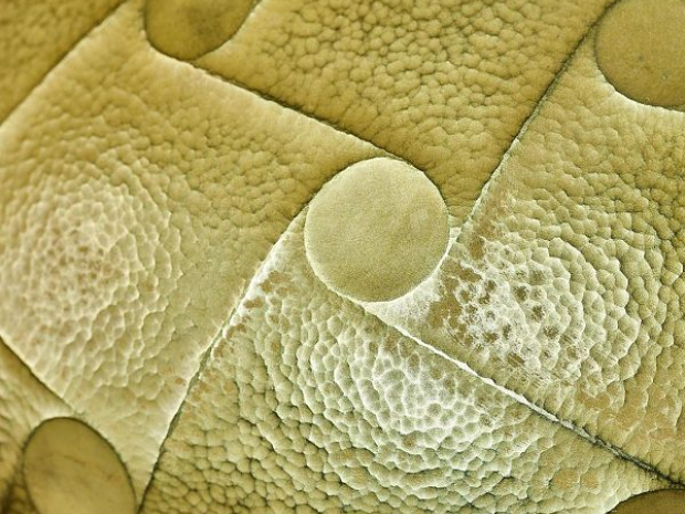 A photograph of metal that has been pounded into an x-shaped design. 