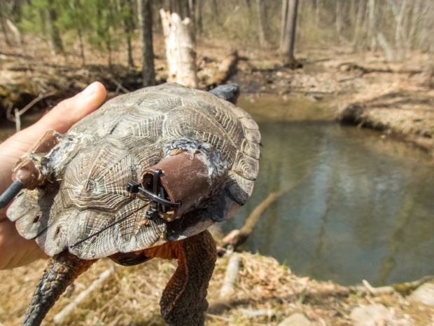 The back side of a wood turtle that has two tracking devices glued on its shell. 