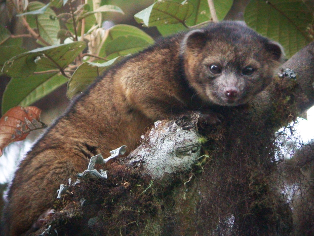 Olinguito