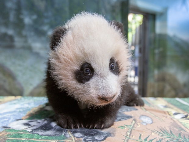 Panda cub sits on table
