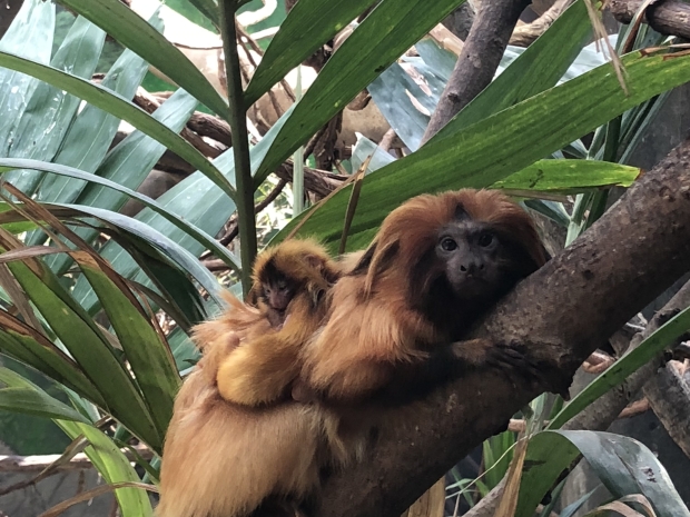 Golden Lion Tamarins