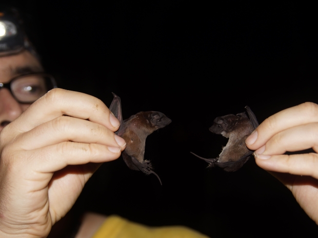 Researcher holding two small bats