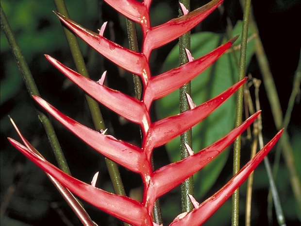 Plant with long, thin, bright red leaves in a needle shape.