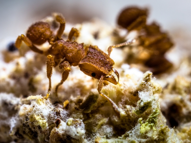 Close-up of brown ant crawling on jagged surface.