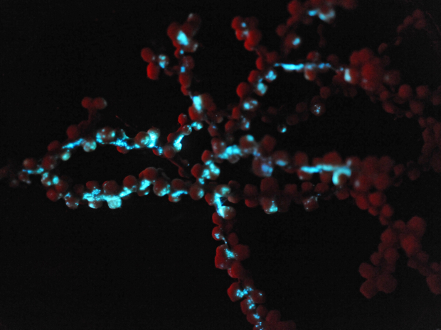 Large red dots, with attached small blue dots against completely black background.