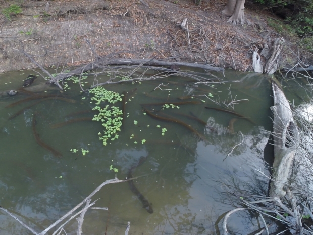 Group of eels seen hunting beneath water