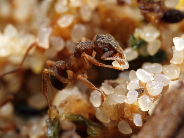 Close-up of brown ant holding clearish, white oval object.