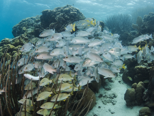 Underwater image of a tight group of fish, some silver and white and the others white with yellow fins and tails, swimming.