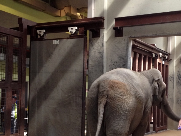 Asian Elephant Bozie Arrives at the Smithsonian’s National Zoo