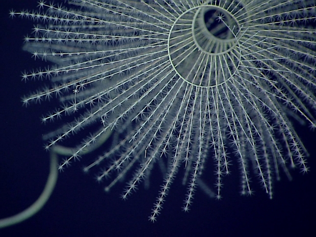 A hollow circle coral with long, thin pieces coming out from it in a spoke.