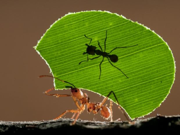 Ant carrying leaf