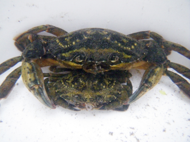 European Green Crab
