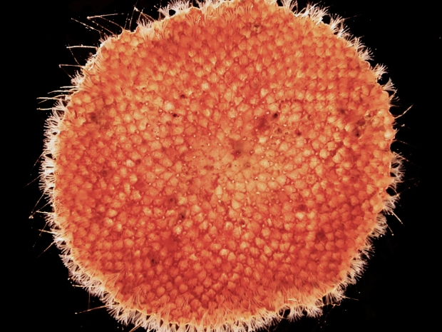 Close up of cupuladriid colony