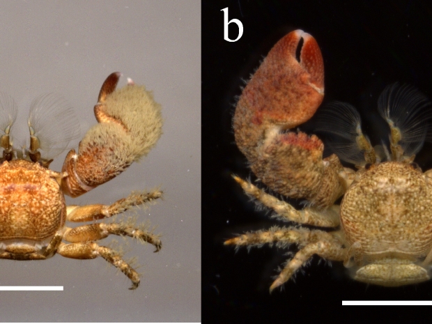 Color comparisons of porcelain crab
