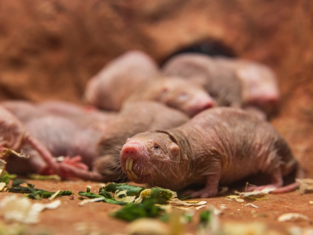 Naked mole-rats in their brand new exhibit at the Smithsonian’s National Zoo
