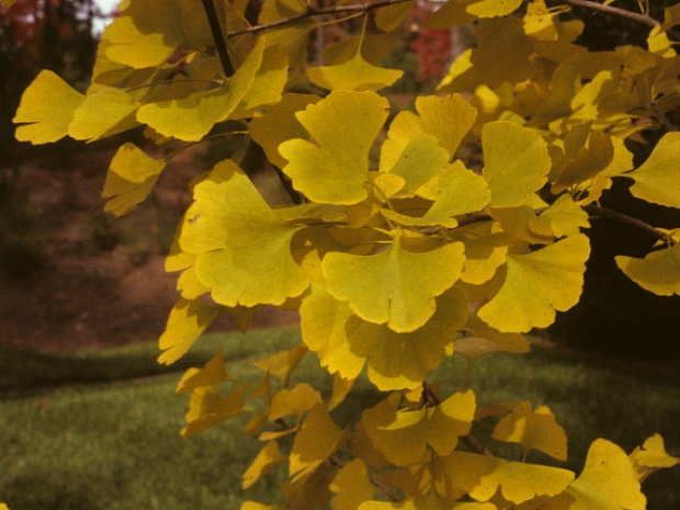 Ginkgo leaves on a branch