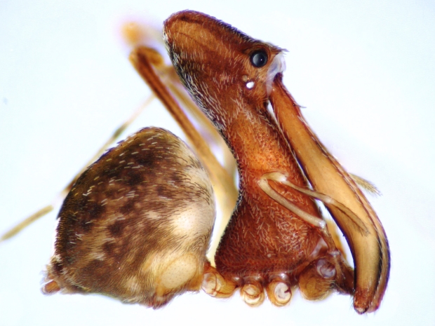composite image of pelican spider
