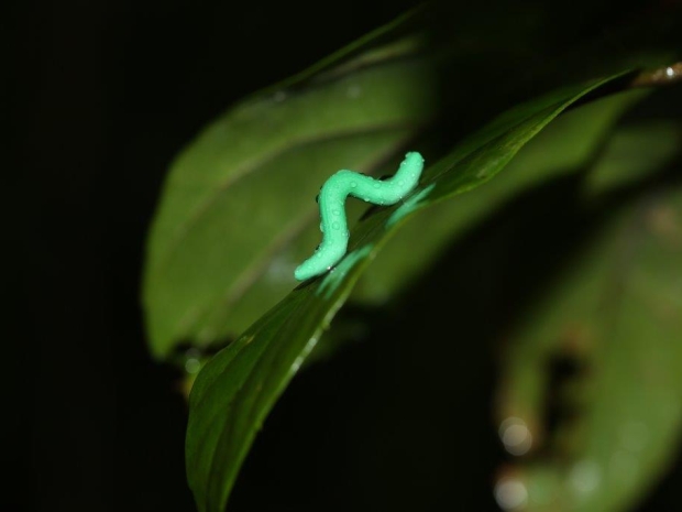 plastic caterpillar on leaf