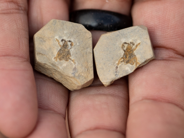 Callichimaera perplexa