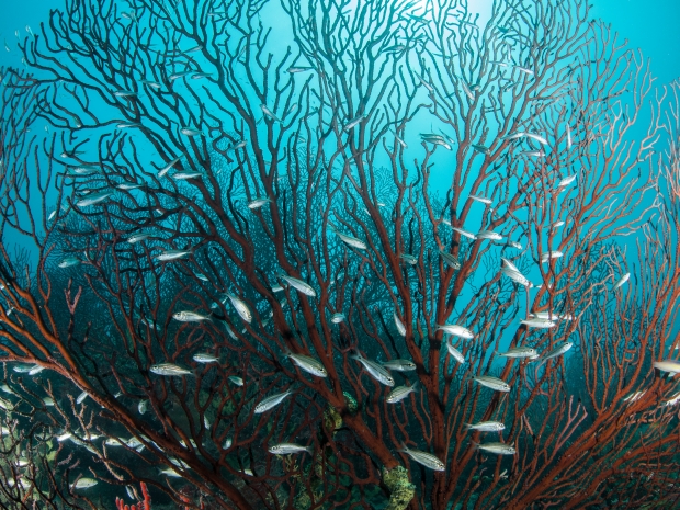 A large red coral, spread out in fan shape, with small silvery fish swimming around it.