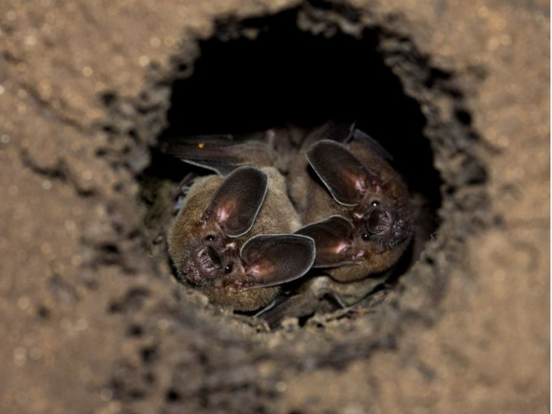 two bats in a cave