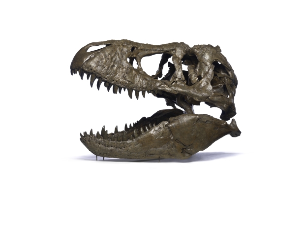 T. rex Skull on White