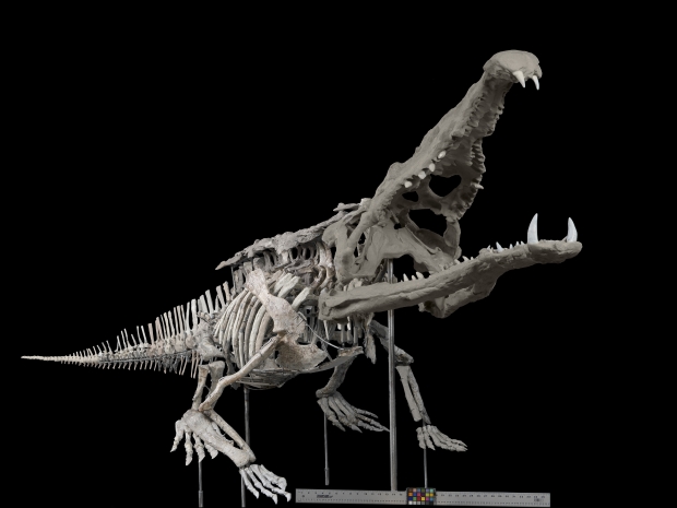 Smilosuchus gregorii