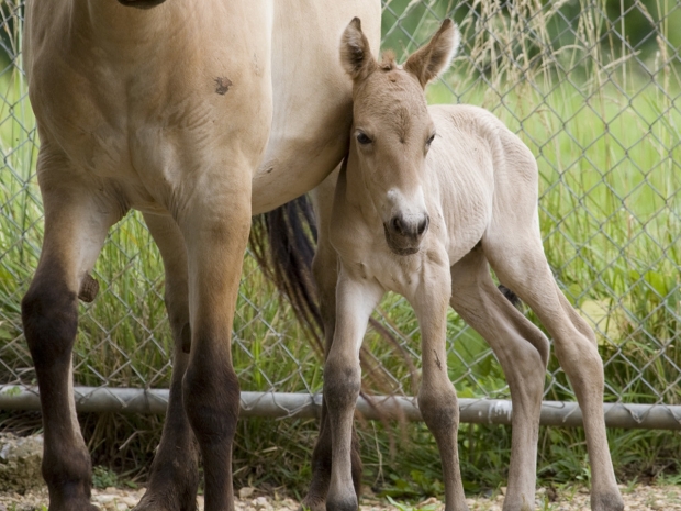 horse and foal