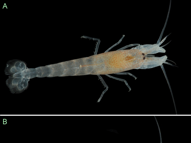 Shrimp Pachelpheus pachyacanthus