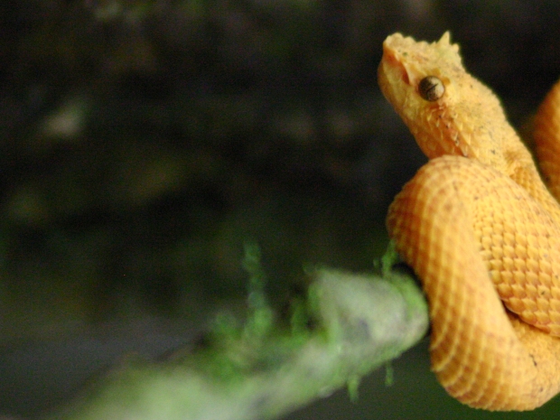 Yellow viper in tree