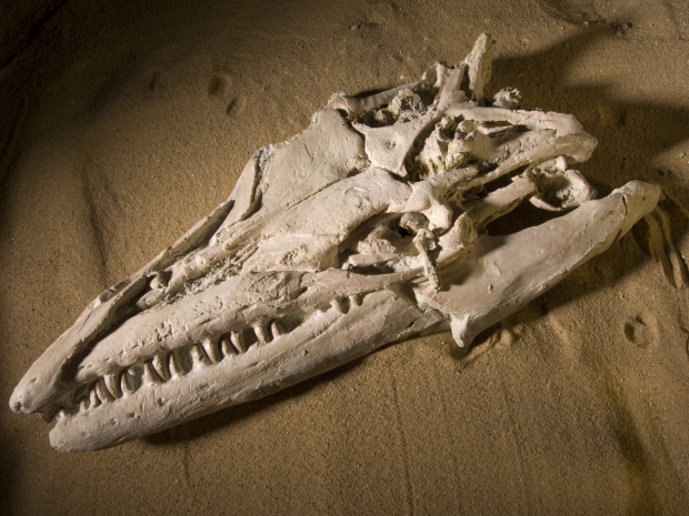 Mosasaur skull