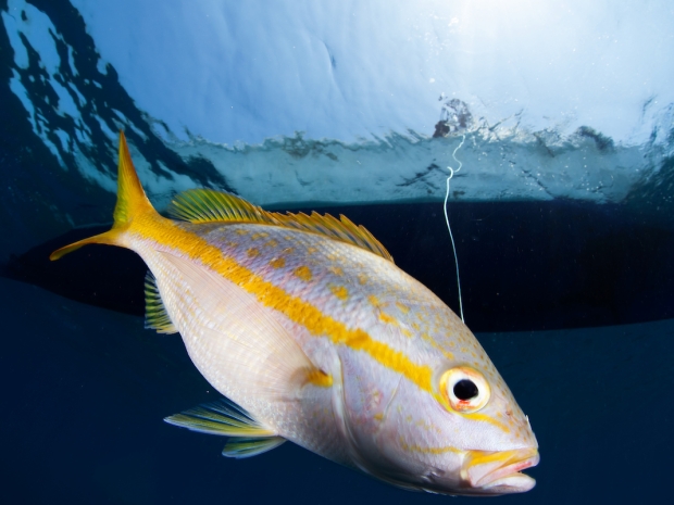 fish with line attached