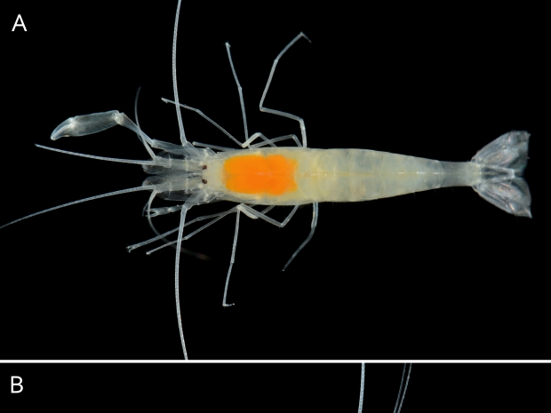 Triacantheonis blanca