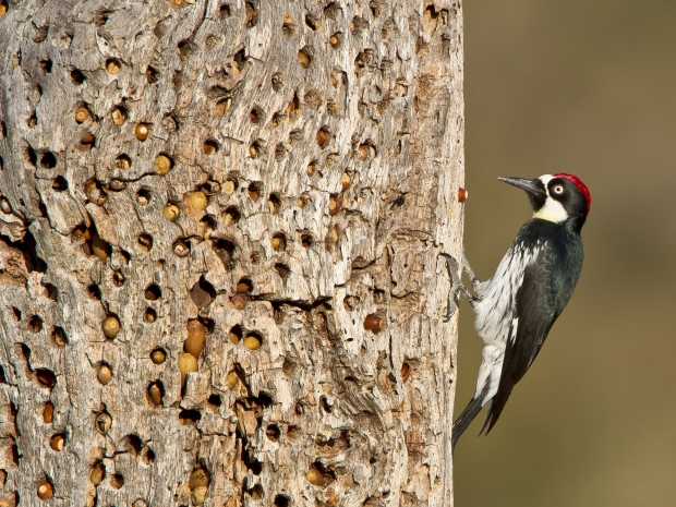 Woodpecker on a tree