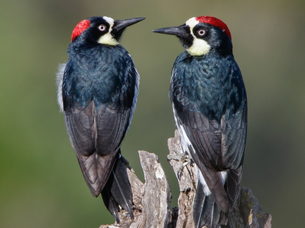 Two woodpeckers on a branch