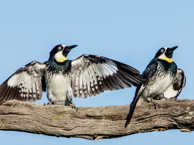 Three woodpeckers on a branch