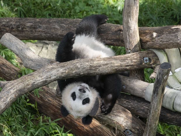 panda hanging upside down on branches