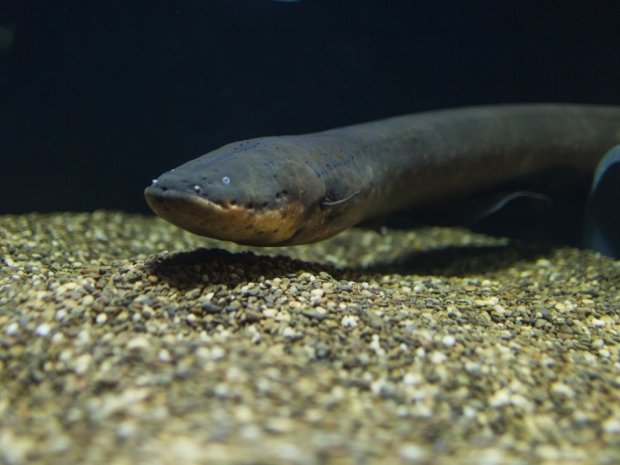 electric eel in aquarium