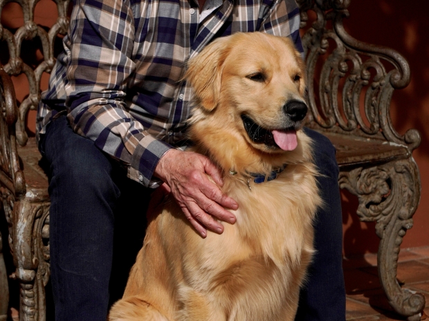 A man in a checkered flannel sits in a chair, petting his golden retriever. 