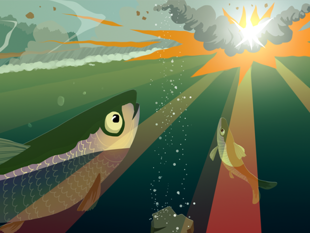 herring illustration