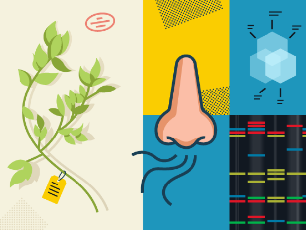 Depiction of images related to scent.