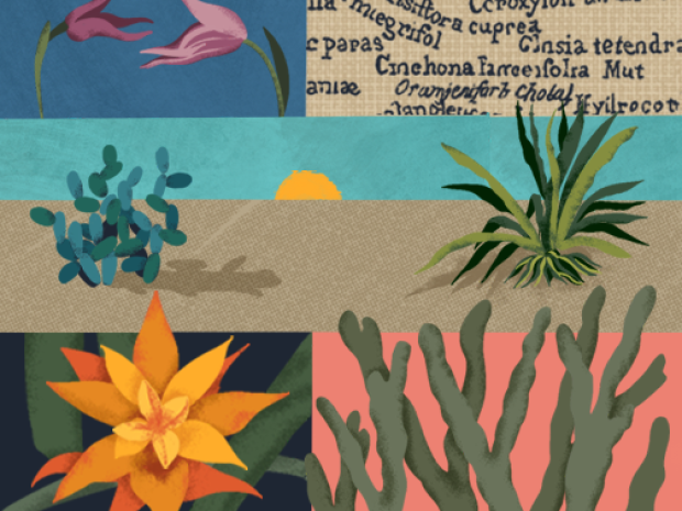 collage of natural scenes.