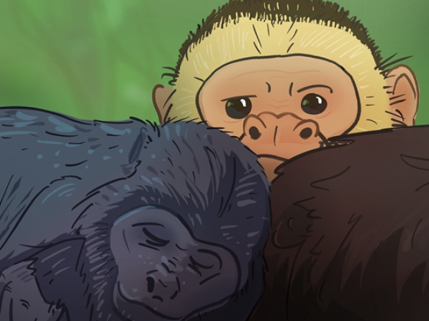 Illustration of several monkey species. 