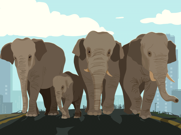 Elephants with a bulldozer in the distance