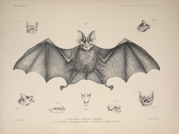 Bat