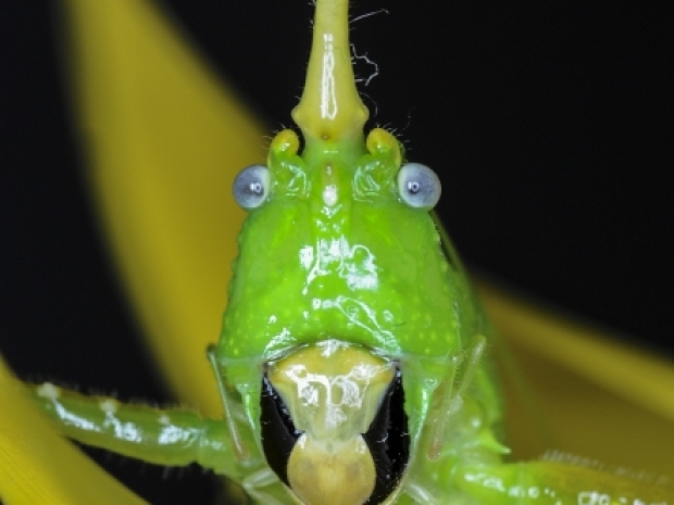 cone-headed green katydid