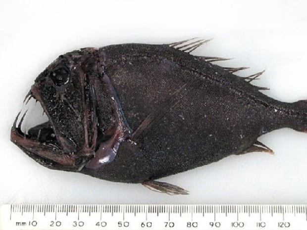 Anoplogaster cornuta, Fangtooth