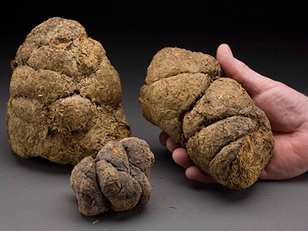 Giant Sloth Dung, Pleistocene Epoch