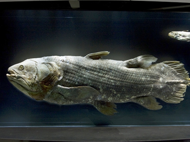 Coelacanth